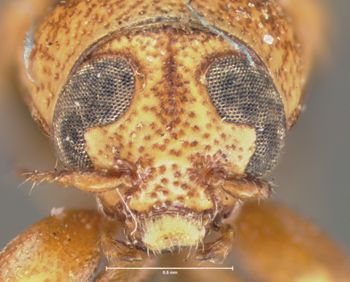 Media type: image; Entomology 8667   Aspect: head frontal view